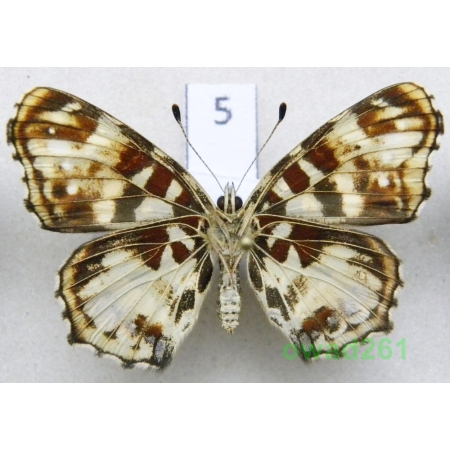 Araschnia levana (Linnaeus, 1758) form reverse Rusałka kratkowiec ex. ovo Poland5